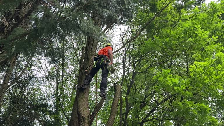 How Our Tree Care Process Works  in Bellaire, OH